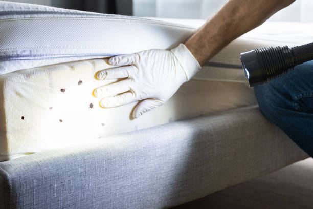 Reliable Great Bend, NY Pest Control Solutions