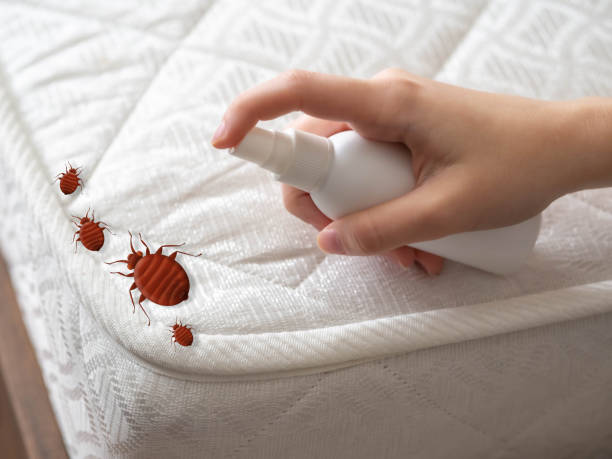 Best Pest Inspection Near Me  in Great Bend, NY